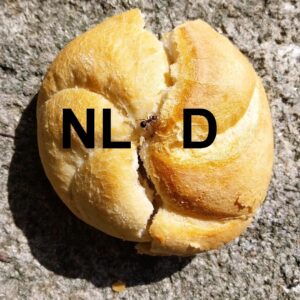 Profile picture September 23, 2025Nederlands kaiserbroodje in Nederland, Duits kaiserbroodje in Duitsland gefotografeerd op een grenspaal, toevallig zat er ook een mier op de grens.